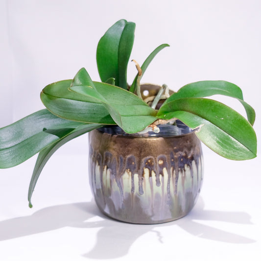 Drippy Wall Planter
