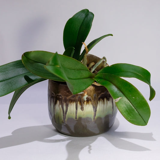 Drippy Wall Planter